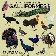 Attēlu rezultāti vaicājumam “Galliformes”