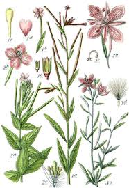 Attēlu rezultāti vaicājumam “Epilobium palustre”