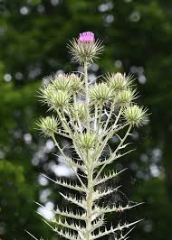 Image result for Ptilostemon afer