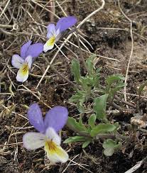 Attēlu rezultāti vaicājumam “Viola tricolor subsp. curtisii bud”