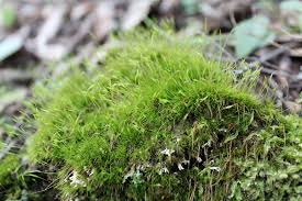 Attēlu rezultāti vaicājumam “Dicranales”