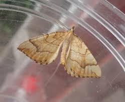 Attēlu rezultāti vaicājumam “Eulithis mellinata”