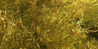 Attēlu rezultāti vaicājumam “Najas tenuissima leaf”