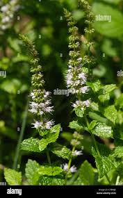 Attēlu rezultāti vaicājumam “Mentha spicata flower”