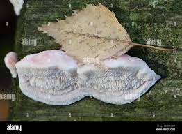 Attēlu rezultāti vaicājumam “Leptoporus mollis”