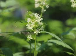 Image result for Christophskraut