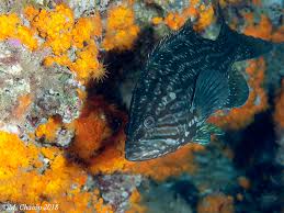 Image result for Mycteroperca rubra