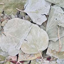 Attēlu rezultāti vaicājumam “Prunus armeniaca leaf”