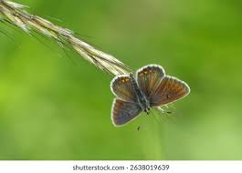 Attēlu rezultāti vaicājumam “Plebejus idas underside”