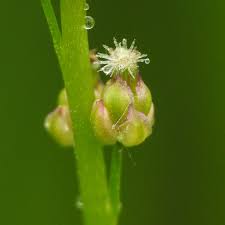 Attēlu rezultāti vaicājumam “Triglochin palustre flower”