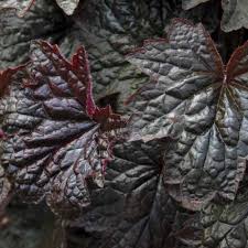 Image result for Heuchera `Palace Purple`