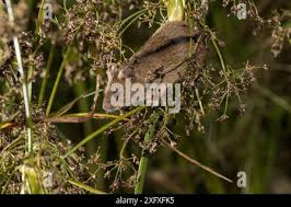 Attēlu rezultāti vaicājumam “Sicista betulina”