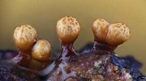 Attēlu rezultāti vaicājumam “Trichia ambigua spores”