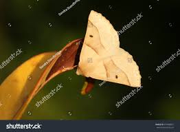 Attēlu rezultāti vaicājumam “Crocallis elinguaria larva”