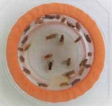 Attēlu rezultāti vaicājumam “Drosophila melanogaster”