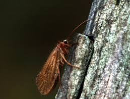 Attēlu rezultāti vaicājumam “Chaetopteryx villosa”