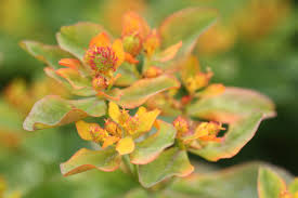 Attēlu rezultāti vaicājumam “Euphorbia palustris fruit”