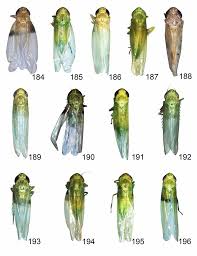 Attēlu rezultāti vaicājumam “Empoasca sp.”