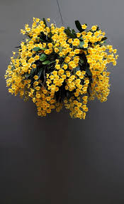 Attēlu rezultāti vaicājumam “Didymium aggregatum”