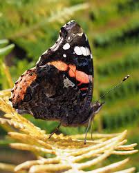 Attēlu rezultāti vaicājumam “Vanessa atalanta”