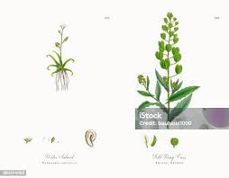 Attēlu rezultāti vaicājumam “Subularia aquatica”