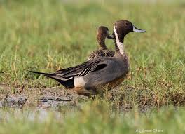 Attēlu rezultāti vaicājumam “Anas acuta”