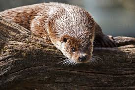 Attēlu rezultāti vaicājumam “Lutra lutra”