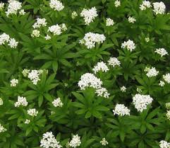 Image result for Galium odoratum