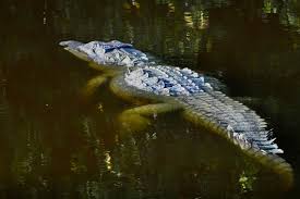 Image result for Crocodylus acutus