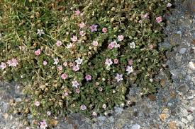 Attēlu rezultāti vaicājumam “Spergularia marina”