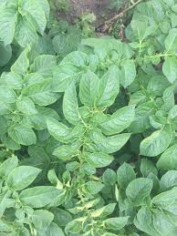 Attēlu rezultāti vaicājumam “Solanum tuberosum leaf”