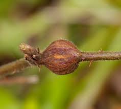 Attēlu rezultāti vaicājumam “Lasioptera rubi”