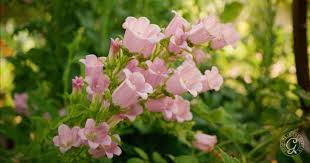 Image result for Campanula medium