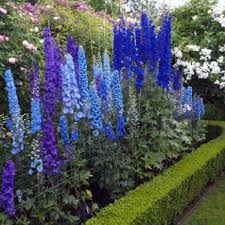 Image result for Delphinium
