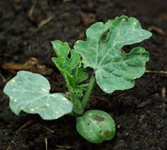 Attēlu rezultāti vaicājumam “Citrullus lanatus leaf”