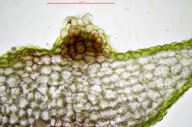 Attēlu rezultāti vaicājumam “Pellia neesiana”