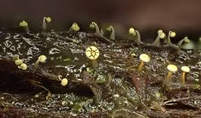 Attēlu rezultāti vaicājumam “Willkommlangea reticulata spores”