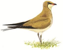 Image result for Glareola pratincola