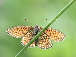 Attēlu rezultāti vaicājumam “Boloria eunomia”