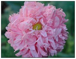 Attēlu rezultāti vaicājumam “Papaver somniferum flower”