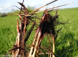 Attēlu rezultāti vaicājumam “Carex cespitosa flower”