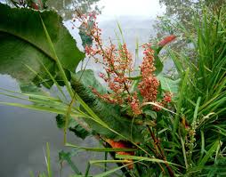 Attēlu rezultāti vaicājumam “Rumex hydrolapathum”