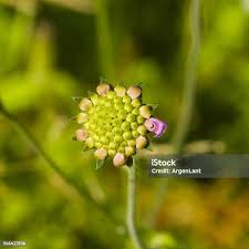 Attēlu rezultāti vaicājumam “Knautia arvensis bud”