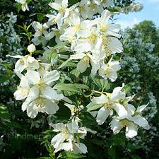Attēlu rezultāti vaicājumam “Philadelphus lemoinei”