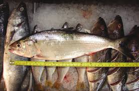Image result for Alosa sapidissima