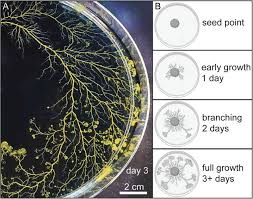 Attēlu rezultāti vaicājumam “Physarum obscurum macro”