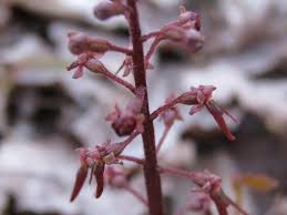 Attēlu rezultāti vaicājumam “Listera cordata fruit”