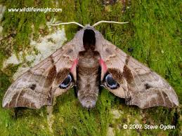 Attēlu rezultāti vaicājumam “Smerinthus ocellata”