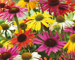 Image result for Echinacea Lustre hybrids