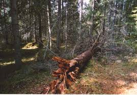 Attēlu rezultāti vaicājumam “Harminius undulatus”